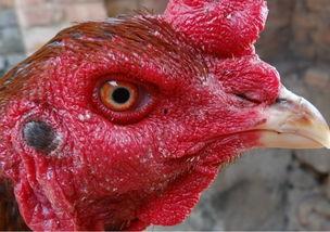 国产老鸡露脸视频,揭秘神秘幕后故事